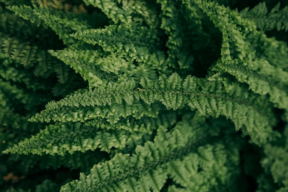 Boston Fern vs Maidenhair Fern: Which Is Right for Your UK Home?