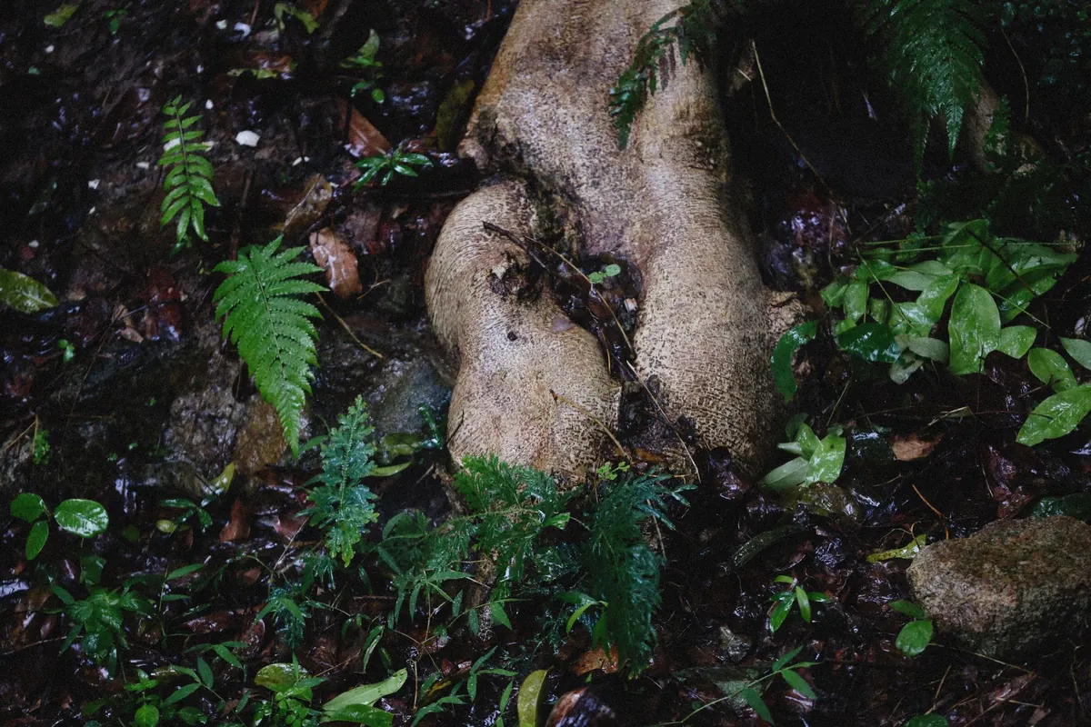 Dividing Ferns: A Step-by-Step Guide for Healthier Plants