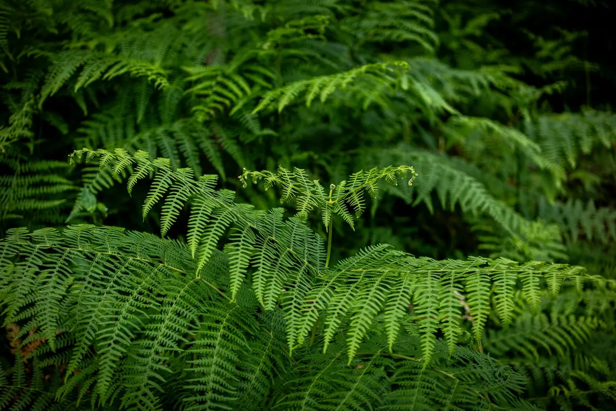 Fern or Bracken? A Simple Field Checklist for UK Woodlands
