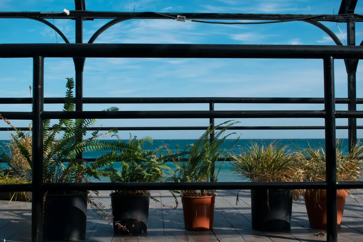 Ferns for Small UK Courtyards: A Seasonal Planting Plan