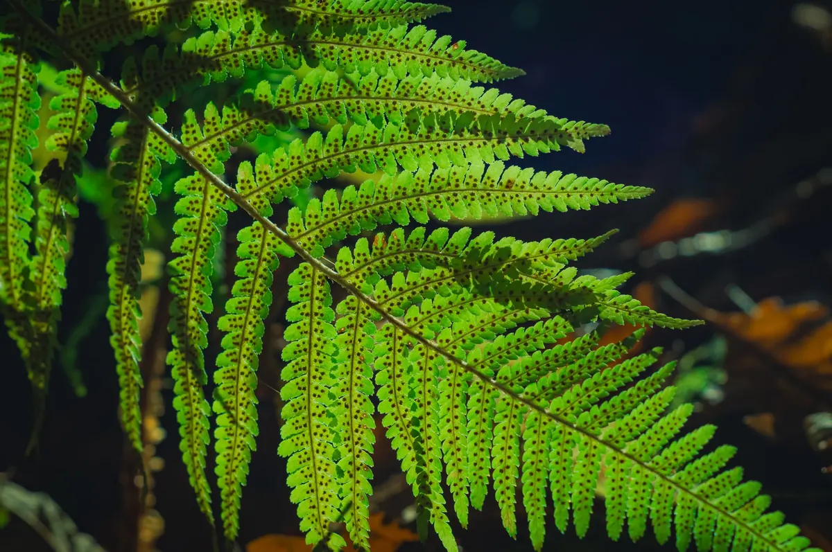 Growing Ferns from Spores: A Beginner's Guide for UK Conditions