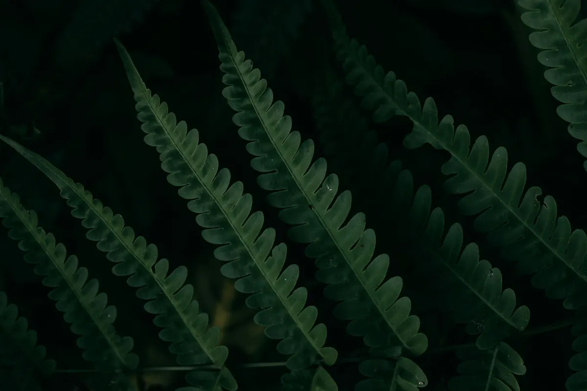 Hardy Ferns for British Gardens: 10 Species That Survive Frost
