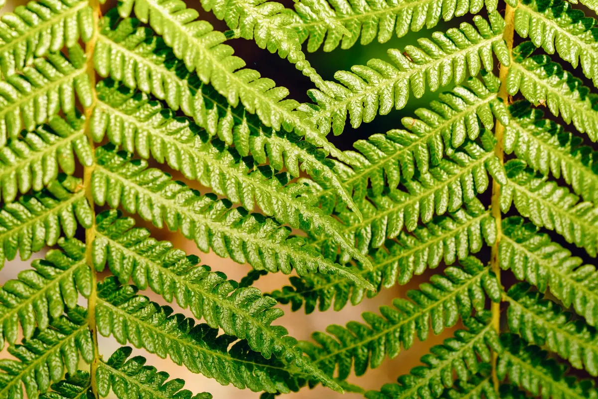 How to Identify Common British Ferns by Frond Shape