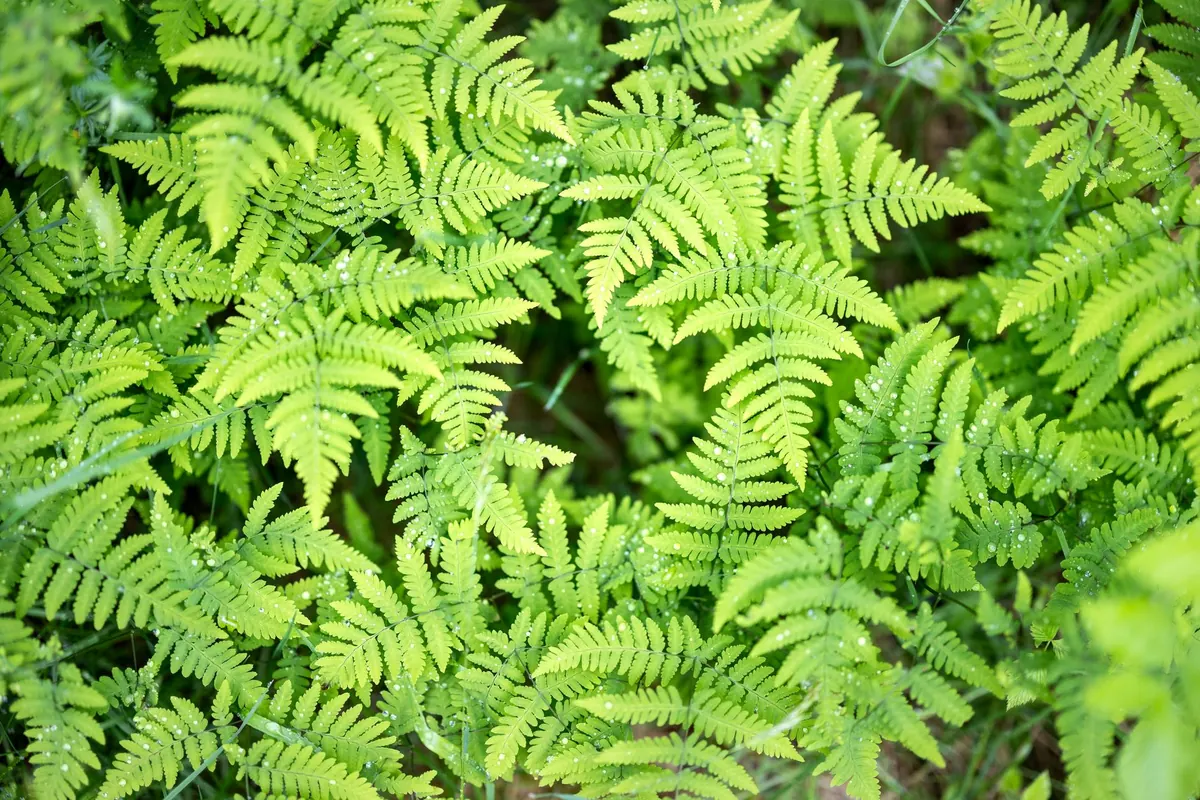 How to Water Indoor Ferns Without Drowning Them: A UK Room-by-Room Guide