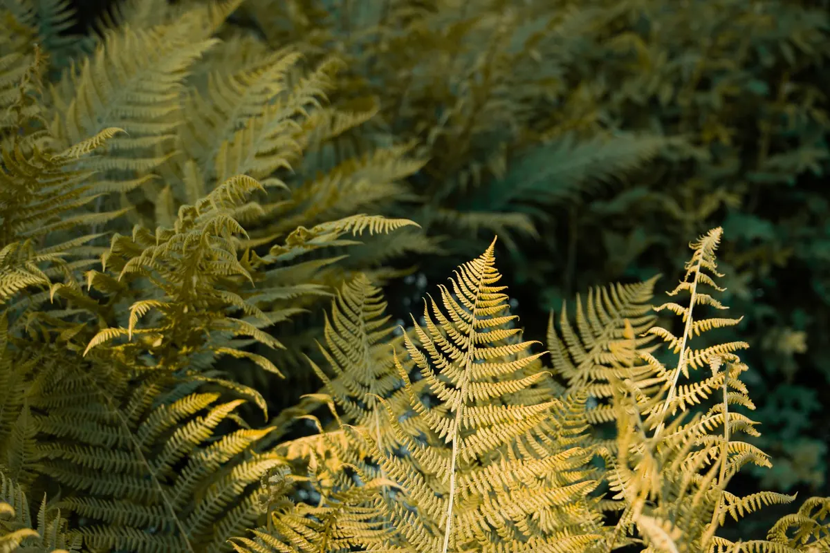 Shade-Loving Fern Borders: 8 Planting Combinations for UK Gardens