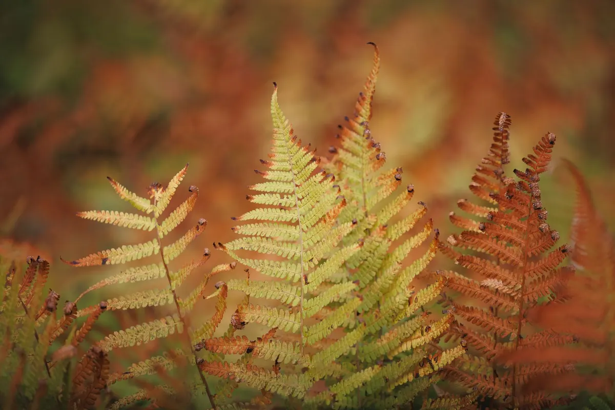 The Fern Owner's Autumn Checklist: 9 Jobs Before the First Frost