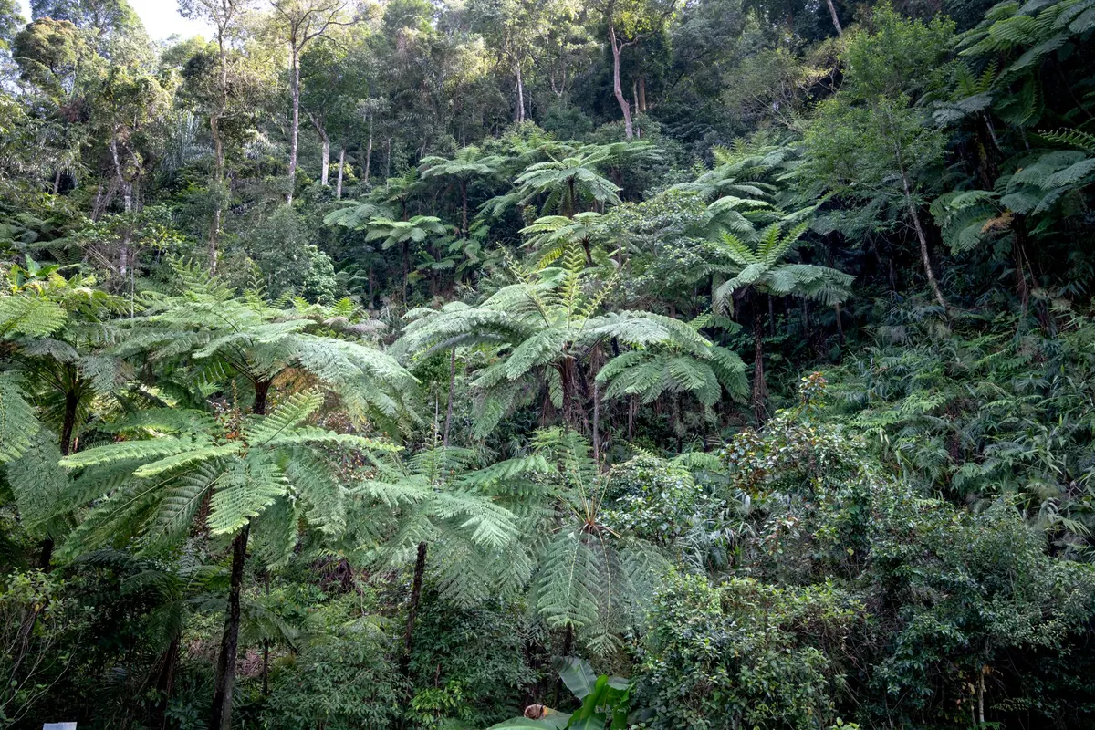 Tree Ferns in the UK: A Beginner's Guide to Dicksonia antarctica