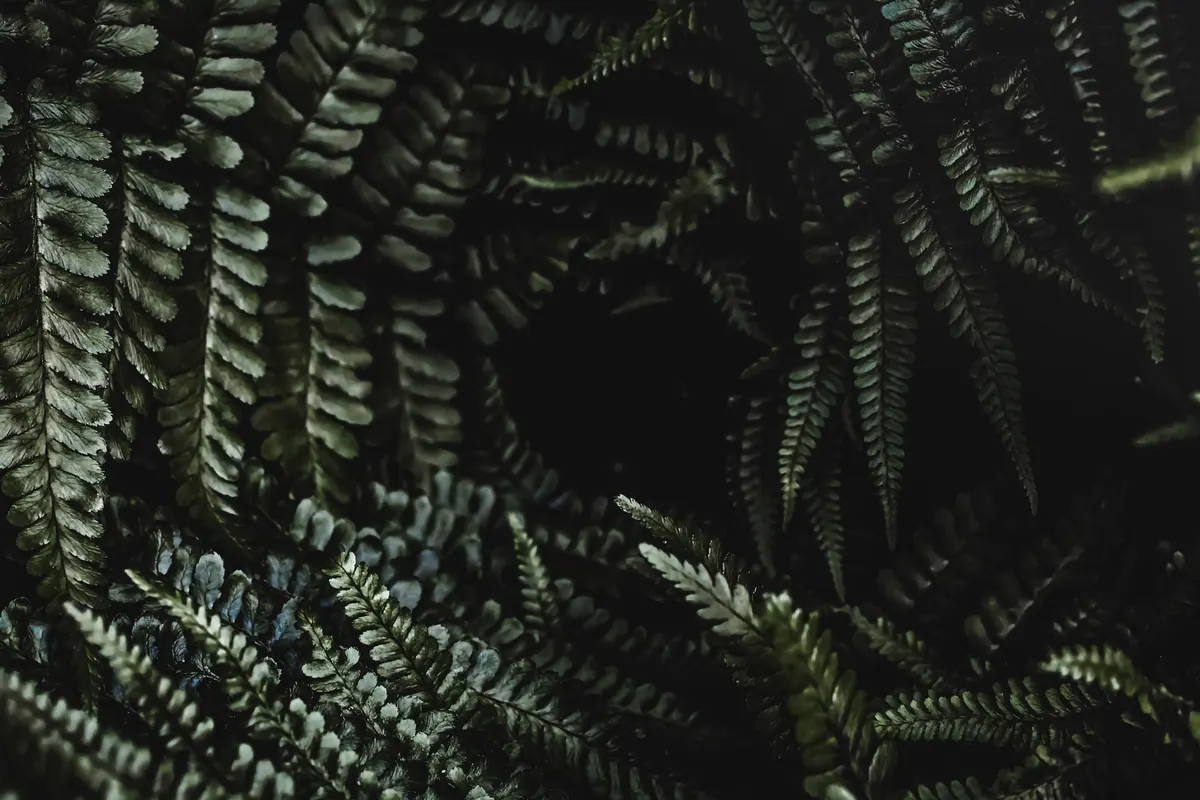 Why Your Fern's Fronds Are Turning Brown: 7 Common Mistakes and Fixes